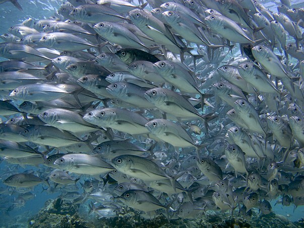 School of jacks hunting together